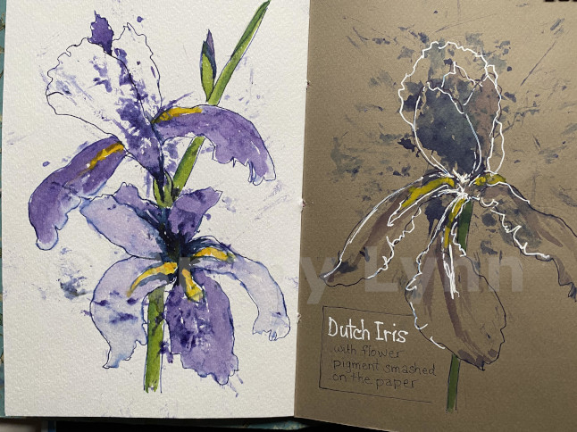 Watercolor, with pigments from the flower, and ink of a Dutch iris.