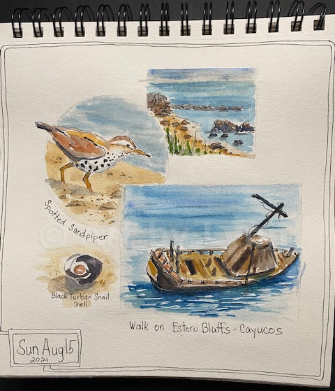 A collage that includes watercolors and ink of a shoreline view, a spotted sandpiper, a black turban snail shell, and a shipwreck, as seen from the Estoro Bluffs.